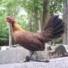 Dark Hatch hen