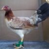 Sweater Hen