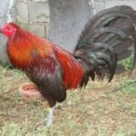 democrats-gamefowl