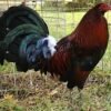 Dark Hatch cock
