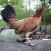 sweater hen