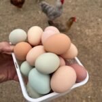 Gamefowl Hatching Eggs