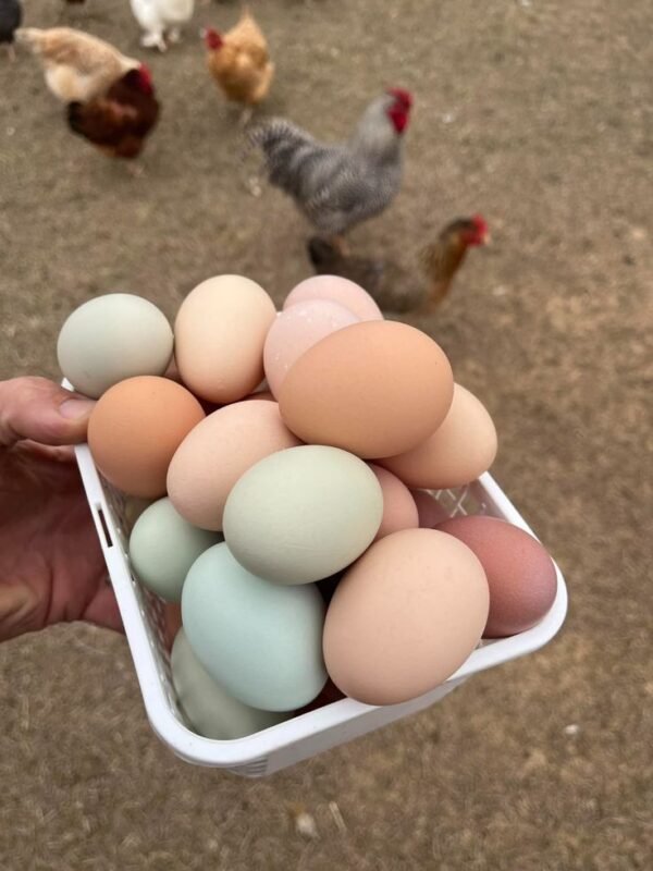 Gamefowl Hatching Eggs