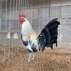 Clement Grey Rooster