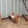 Democrats Gamefowl