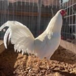 White Kelso GameFowl