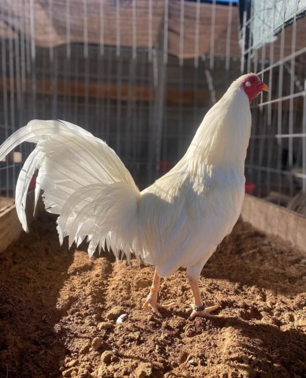 White Kelso GameFowl