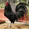 Black Gamefowl