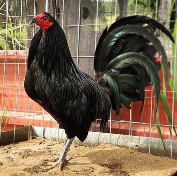 Black Gamefowl