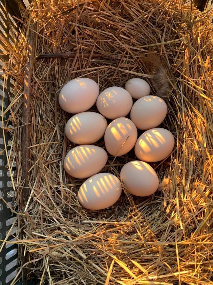 Gamefowl Hatching Eggs