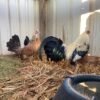 Frost Grey Fighting Bird