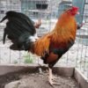 pure kelso gamefowl