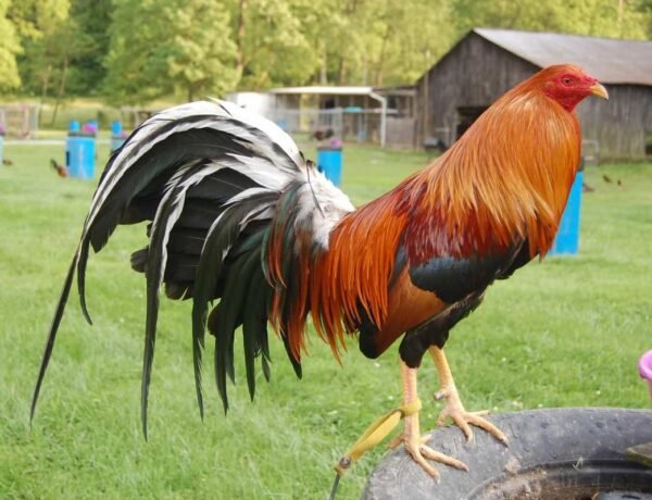 Sweater Cock