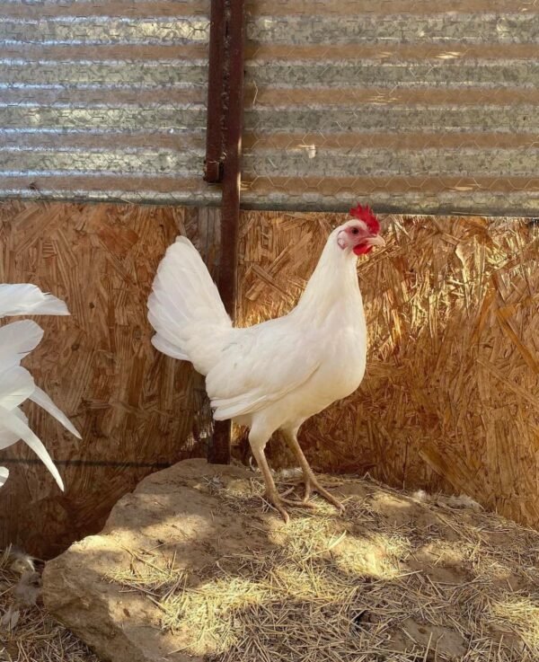 White Claret Pullet