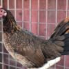 madigin claret gamefowl