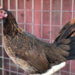 madigin claret gamefowl
