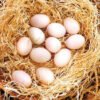 Madigin Claret Gamefowl Hatching Eggs