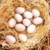 Yellow Leg Hatch Gamefowl Hatching Eggs