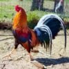 yellow leg hatch