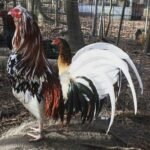 morgan whitehackle gamefowl