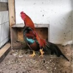 asils gamefowl