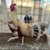 pumpkin hulsey gamefowl