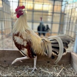 pumpkin hulsey gamefowl