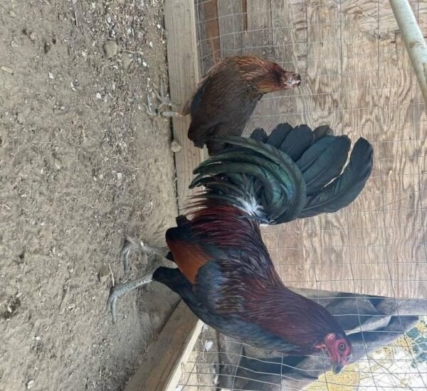 leiper gamefowl for sale