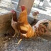 pumpkin hulsey gamefowl