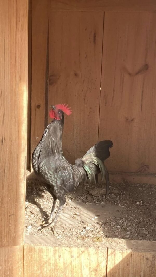 sid taylor gamefowl