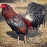 penny hatch gamefowl