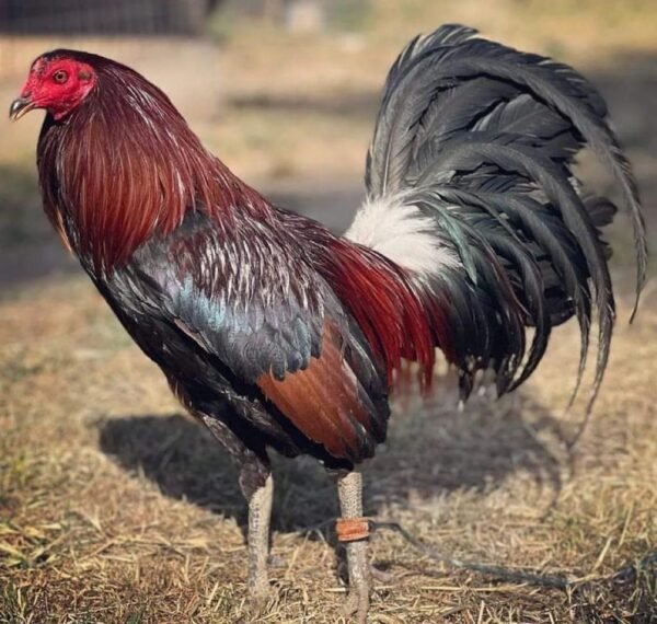 penny hatch gamefowl