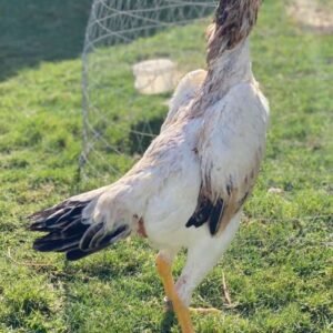 shamo roosters for sale