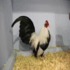 silver-duckwing-old-english-game-bantam