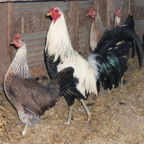 silver-duckwing-old-english-game-bantam