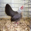 silver-duckwing-old-english-game-bantam