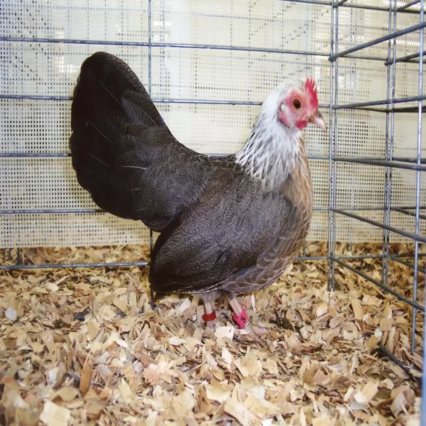 silver-duckwing-old-english-game-bantam