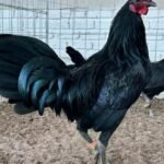 buy-warhorse-gamefowl