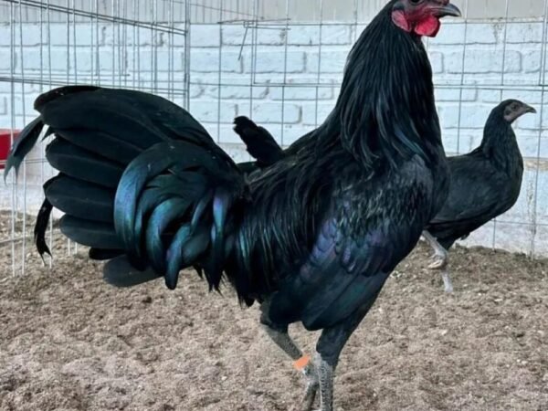 buy-warhorse-gamefowl